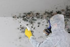 Best Black Mold Removal  in Pumpkin Center, NC